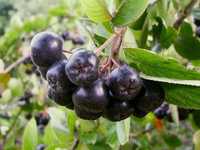 Sementes de Aronia - Aronia melanocarpa