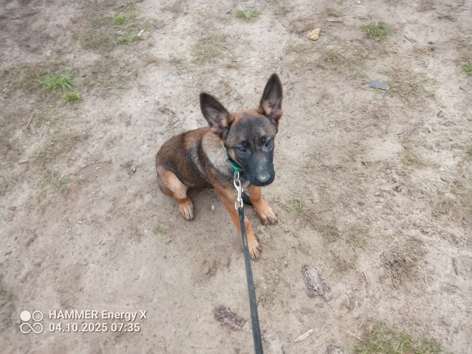 owczarek belgijski szczeniak  suczka 3,5 miesiąca