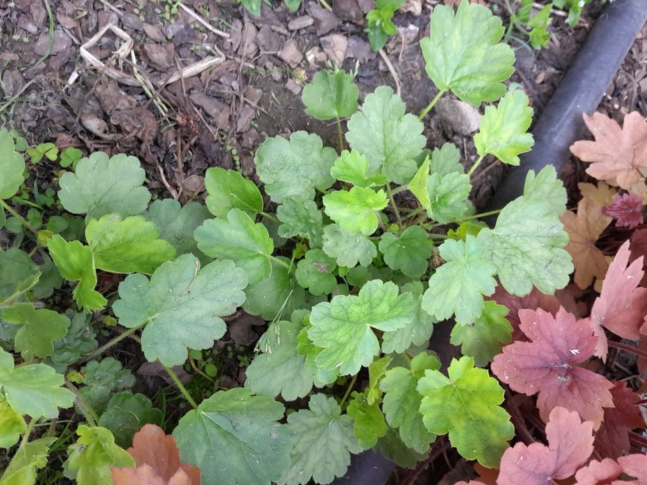 Гейхери со своего сада