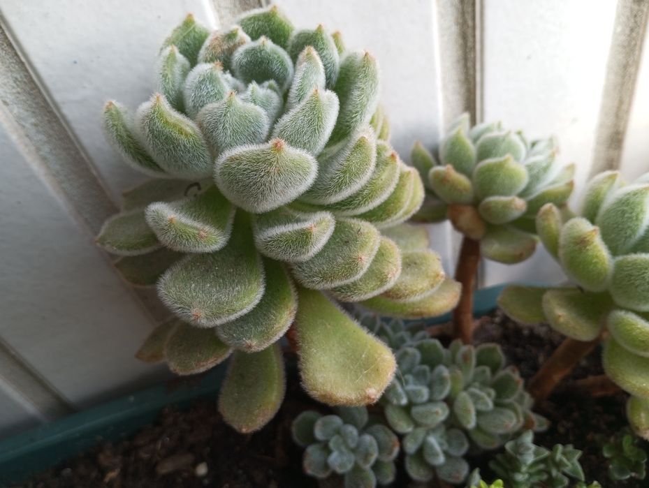 Suculentas disponíveis para entrega  1,50€ e2,50€