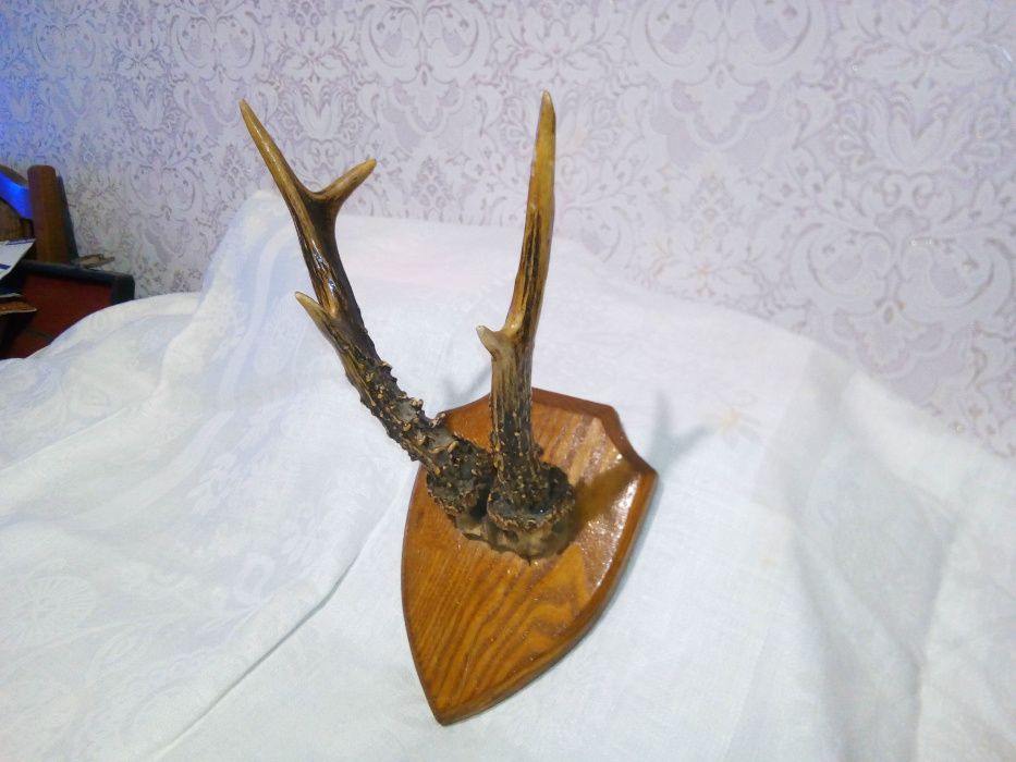 Рога лося и рога оленя .