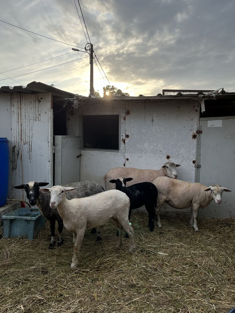 Vendo carne de carneiro e borrego