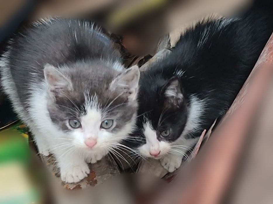 Котята в добрые руки.