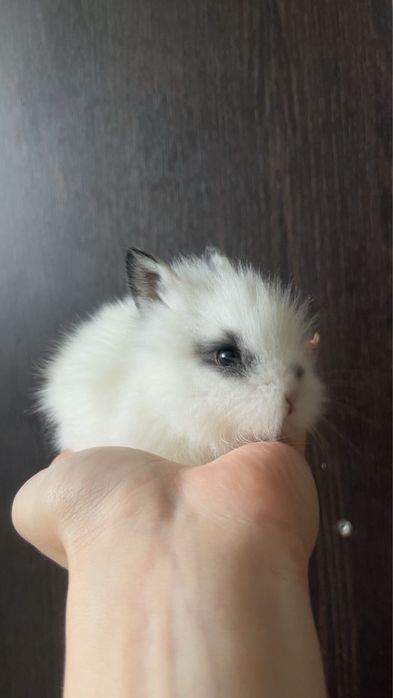 Kroliczek szuka domku