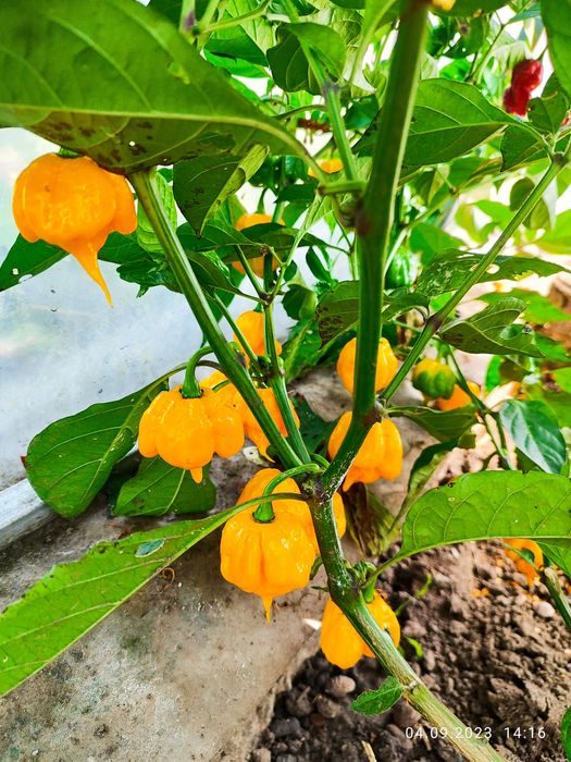 Carolina Reaper надгострий перець.