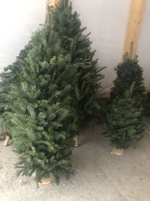 Ялинки збірні,вязані,плетені з живої хвої,новорічні ялинки ,бронюємо.