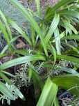 Lote de 10 agapanthus