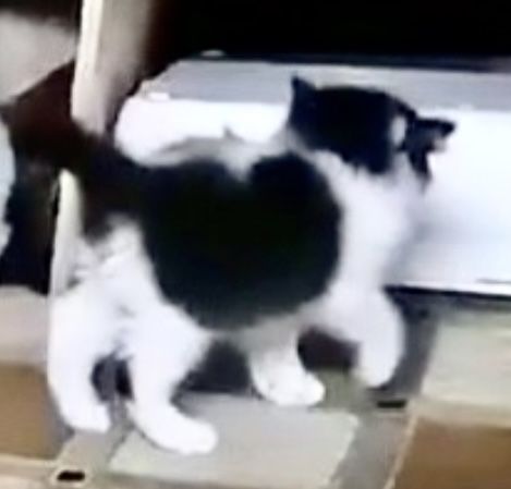 Котята 2мес пушистый черно-белый котенок кошеня черный котик чорний