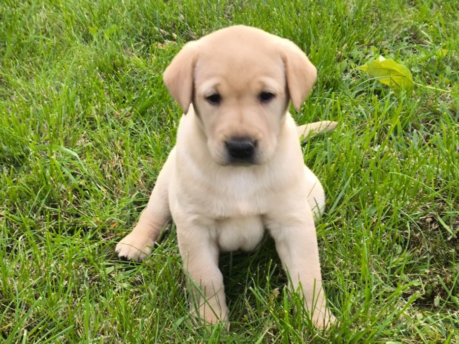 Sprzedam  labradora pieska