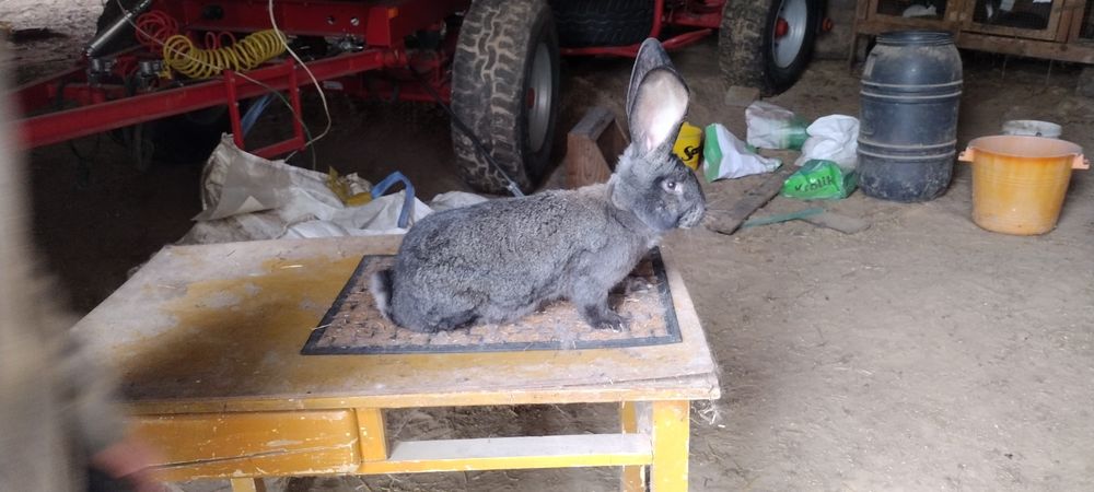 Olbrzym Belgijski Samica Rodowód