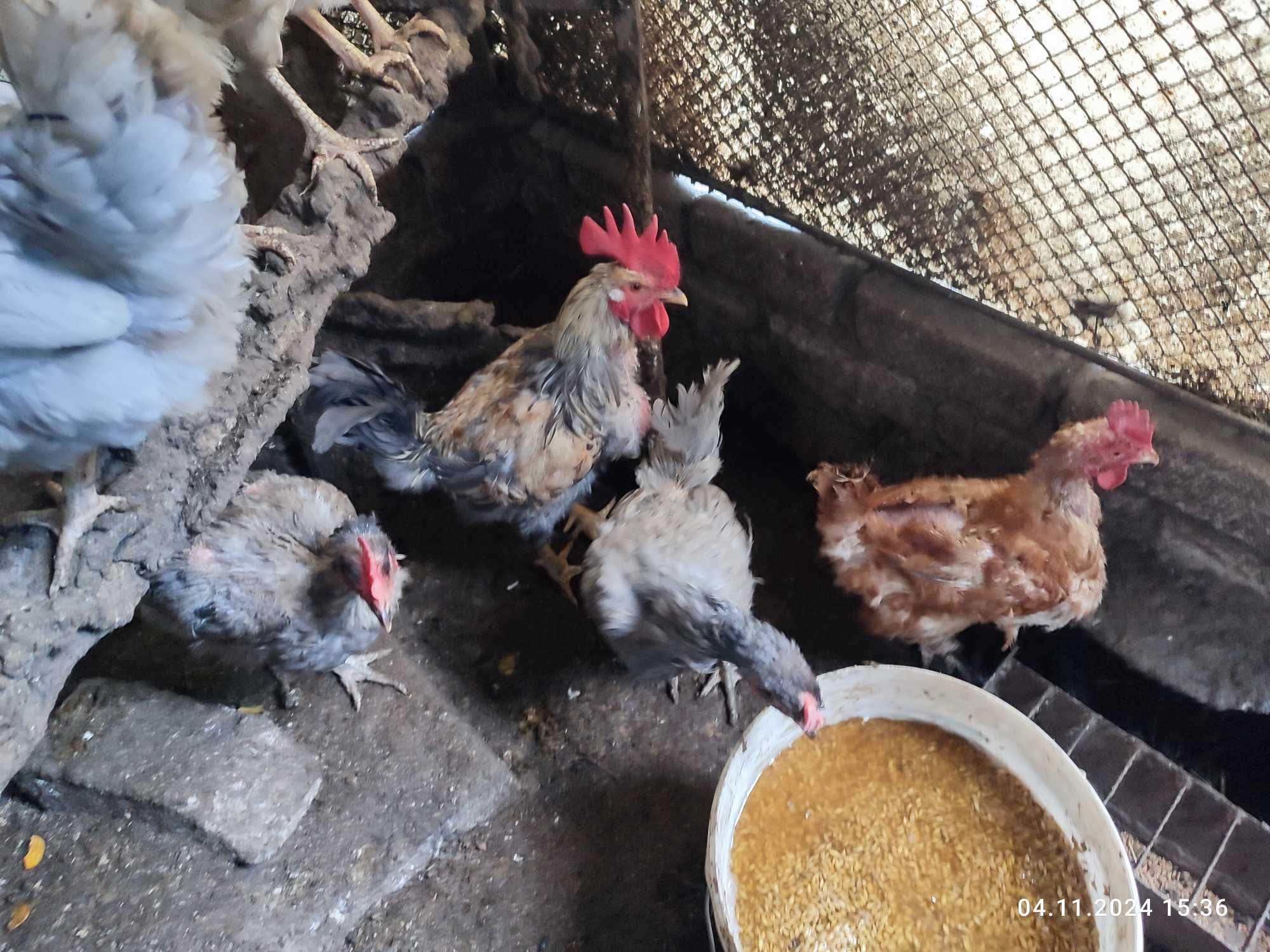 Продам кур - несушек и мясо-яичных пород. Одесса. Малиновский р-н