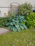 Hosta Olbrzymia / Funkia