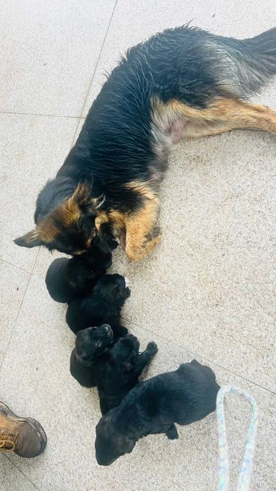 Cães filhotes para doação