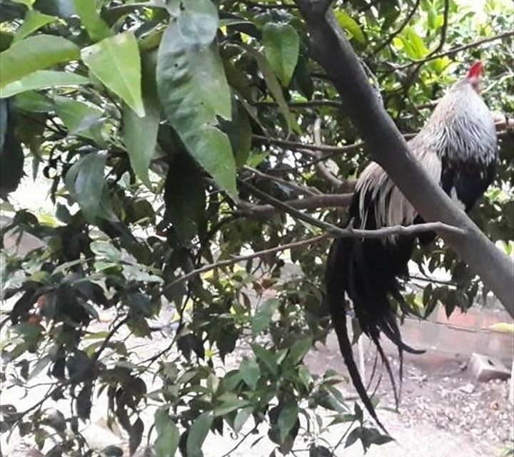 Ovos de galinhas...