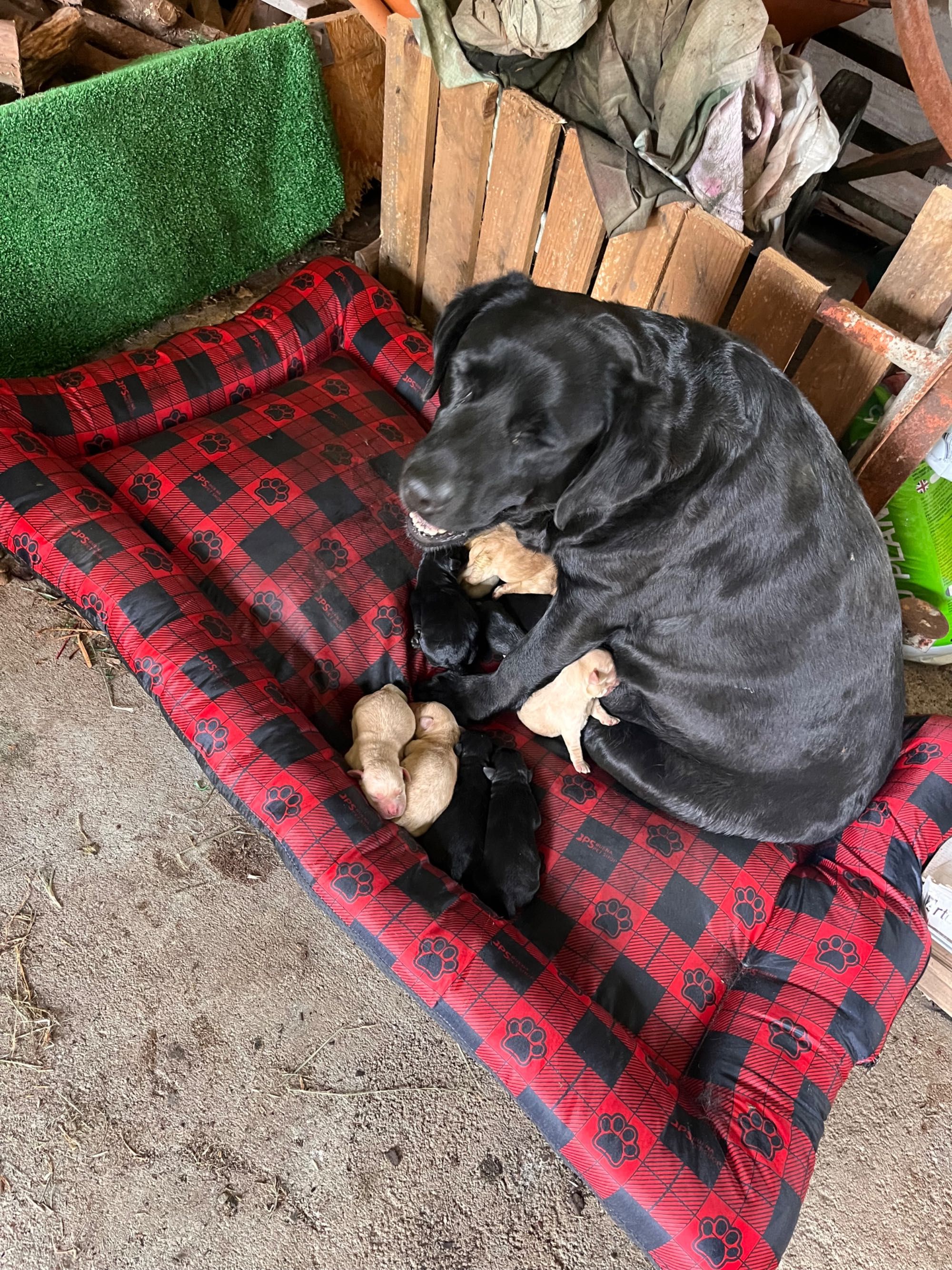 Labradores puppies