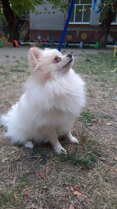 Чудовий хлопчик шпіца