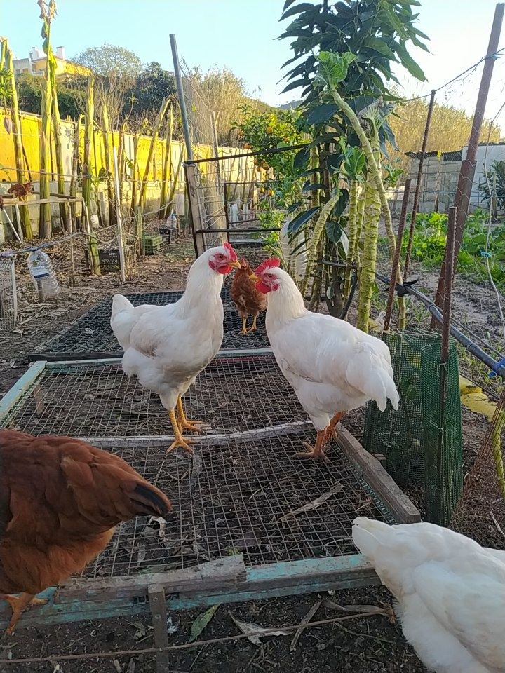 Galos Galinhas vivos Caseiros