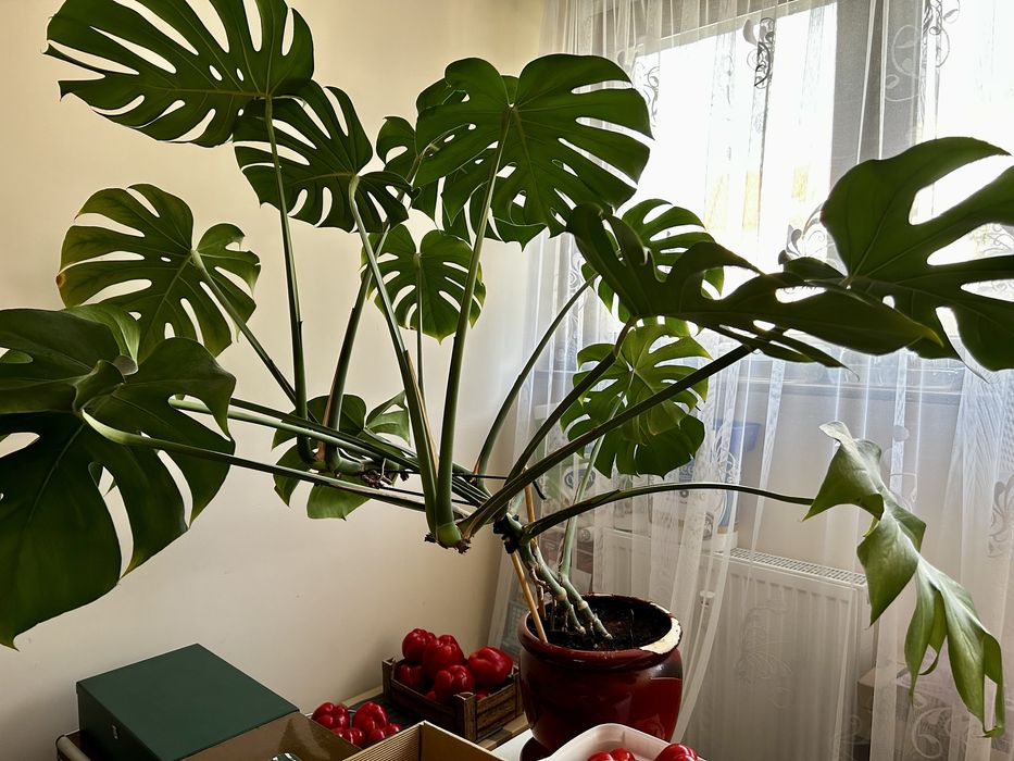 Monstera duża piękna roślina do domu do biura