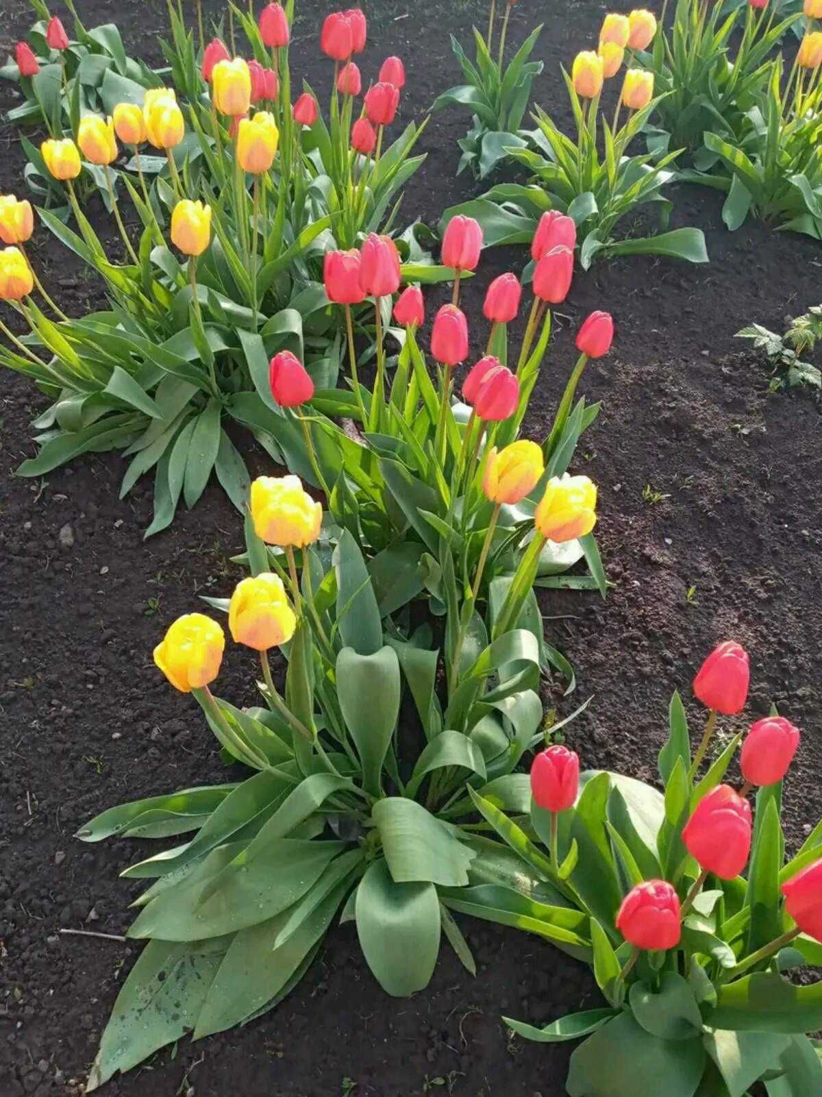 Тюльпани низькі високі червоні жовті