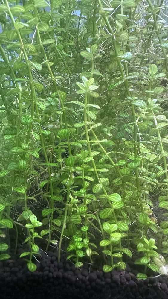 Limnophila sessiliflora