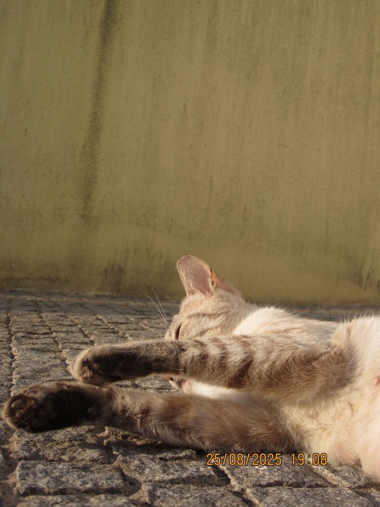 Gatinha para adoção
