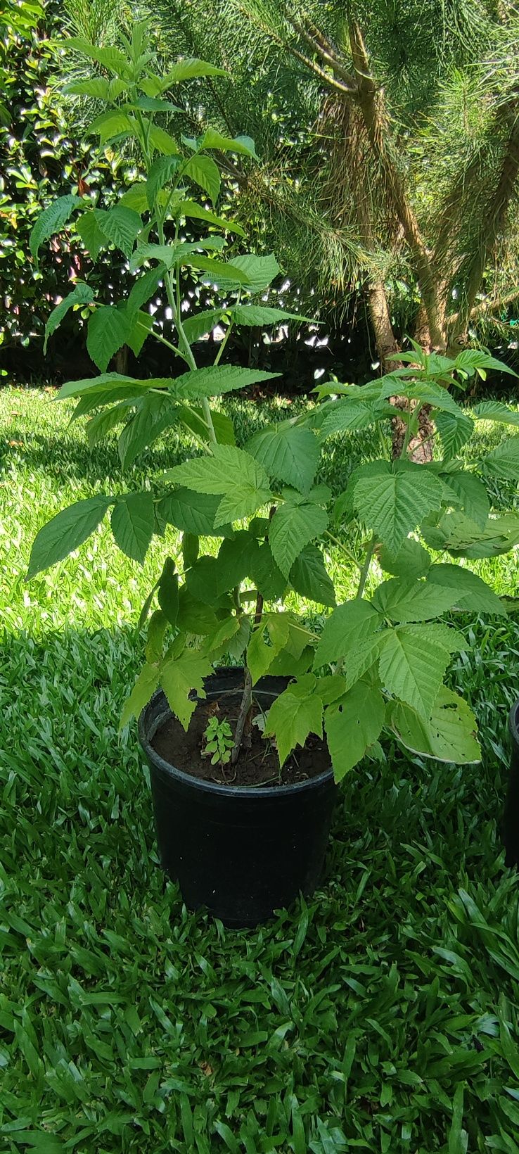 Plantas de framboesa amarela