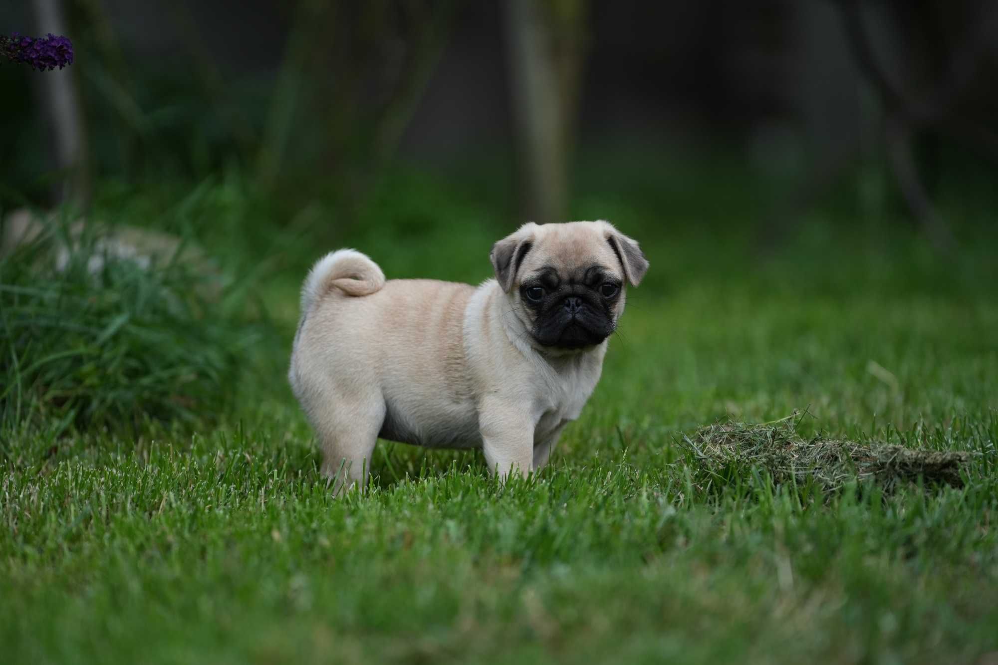 Mops Mopsy Szczenię Piesek
