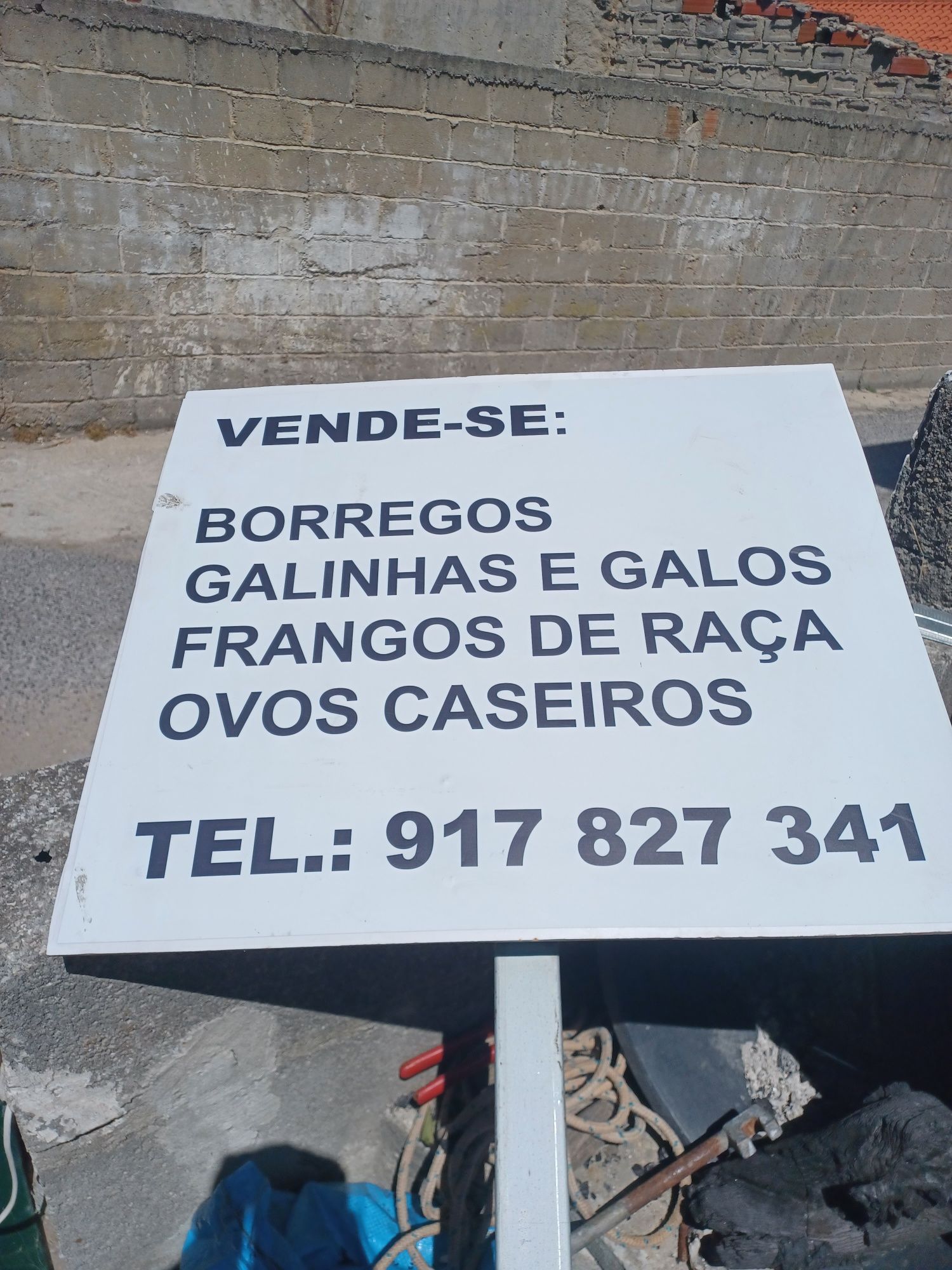 Vendo ovos galinhas de raca, Borregos