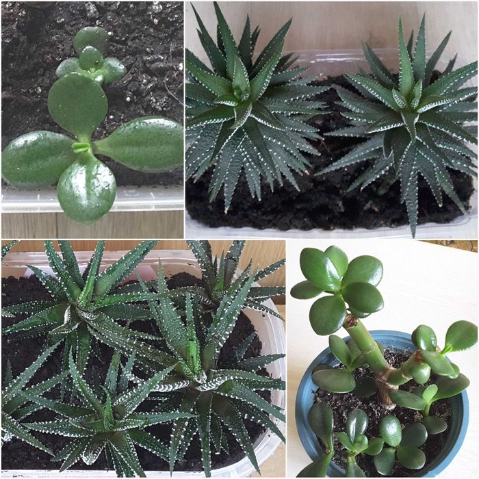 Суккуленты - ХАВОРТИЯ, ТОЛСТЯНКА (Денежное дерево) и др.