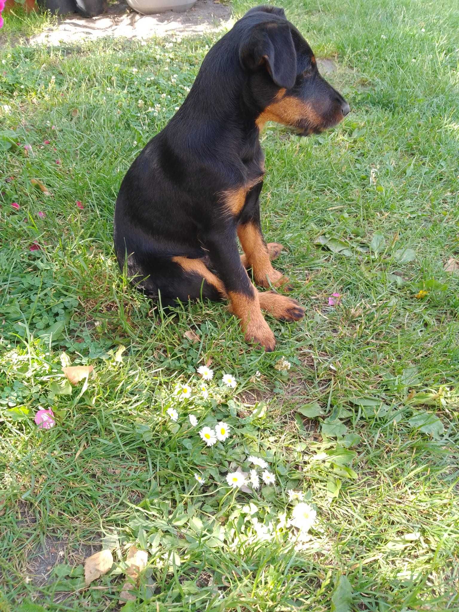 Terier niemiecki Jagdterrier