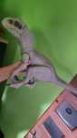 Indominus Rexa z serii Jurassic World