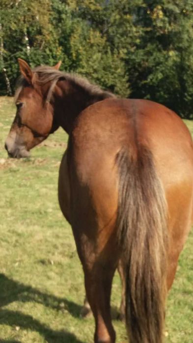 продам кобилу вік 8 років