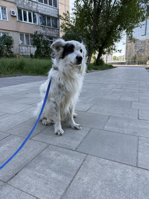 Отдам кобеля в добрые руки