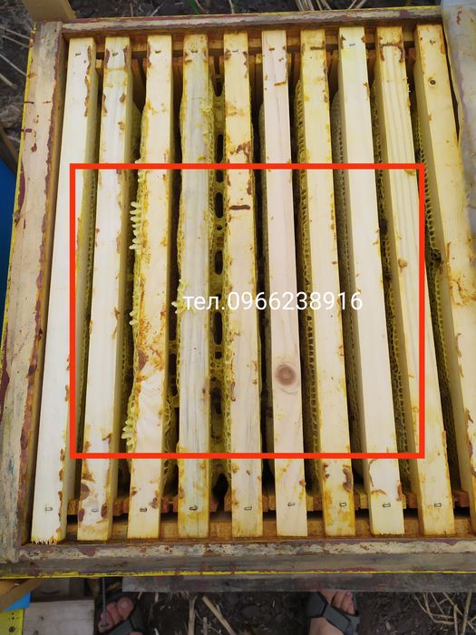 Бджолопакети бджолосім'ї бджоли 250шт