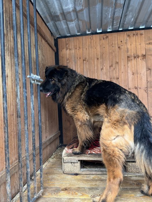 Pies w typie ON szuka domu