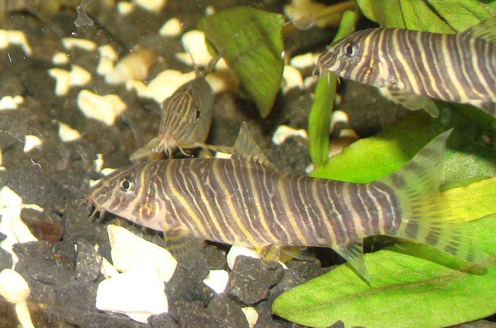 Bocja pręgowana striata