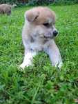 Suczka Akita Inu