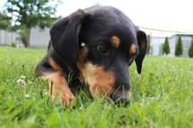 098707 Taner do  adopcji.