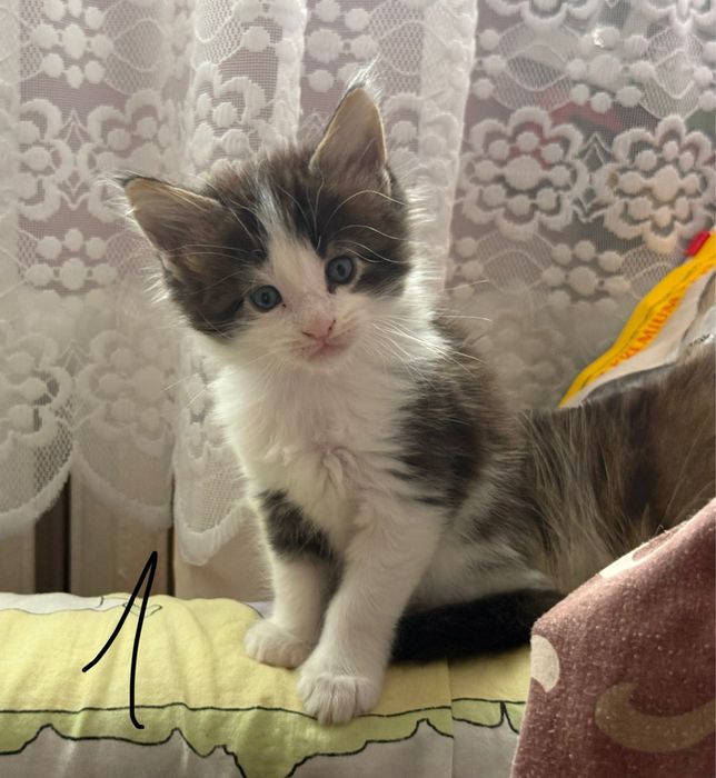 Świąteczny miot Maine Coon – gotowy do odbioru na Boże Narodzenie!