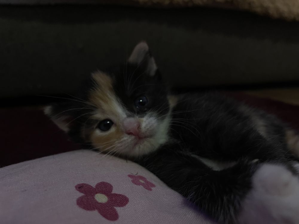 kotki do adopcji
