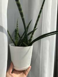 Сансевьерия цилиндрика Sansevieria cylindrica мини домашний цветок в г