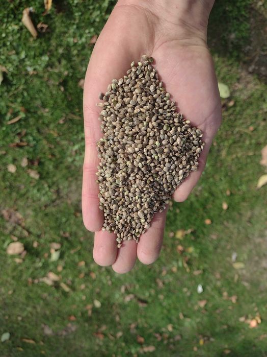 20KG - Świeże ziarno konopii, ekologiczne. Idealne dla gołębi, ryb itp