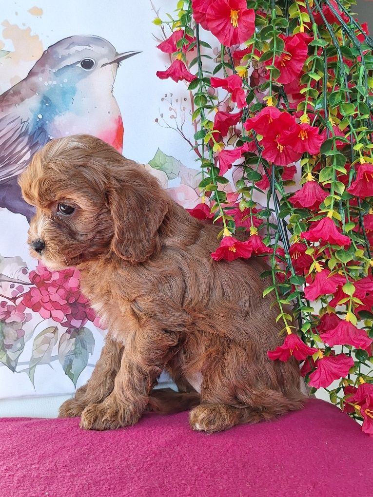 Cavalier & pudel to piękny cavapoo z certyfikatem