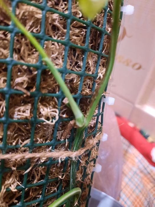 Епіпремнум  Марбл Квін , Pinatum var