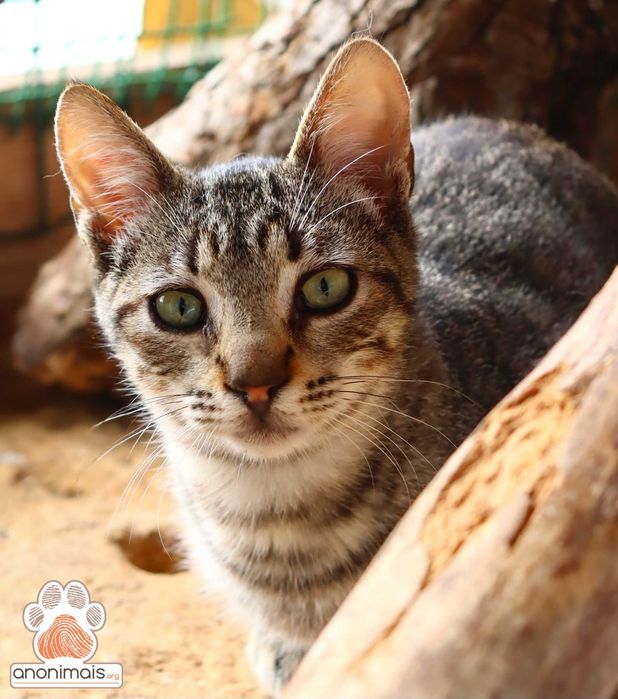 Zeca - gato para adopção