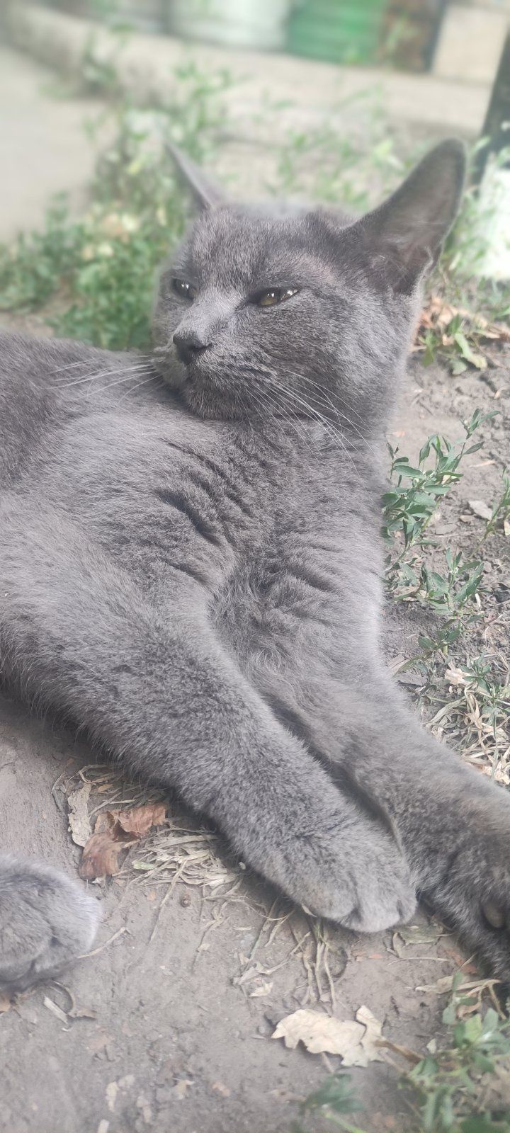 Кошенята британські