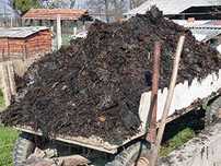 Продам перегній (гній).