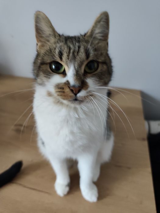 Piękna koteczka do adopcji