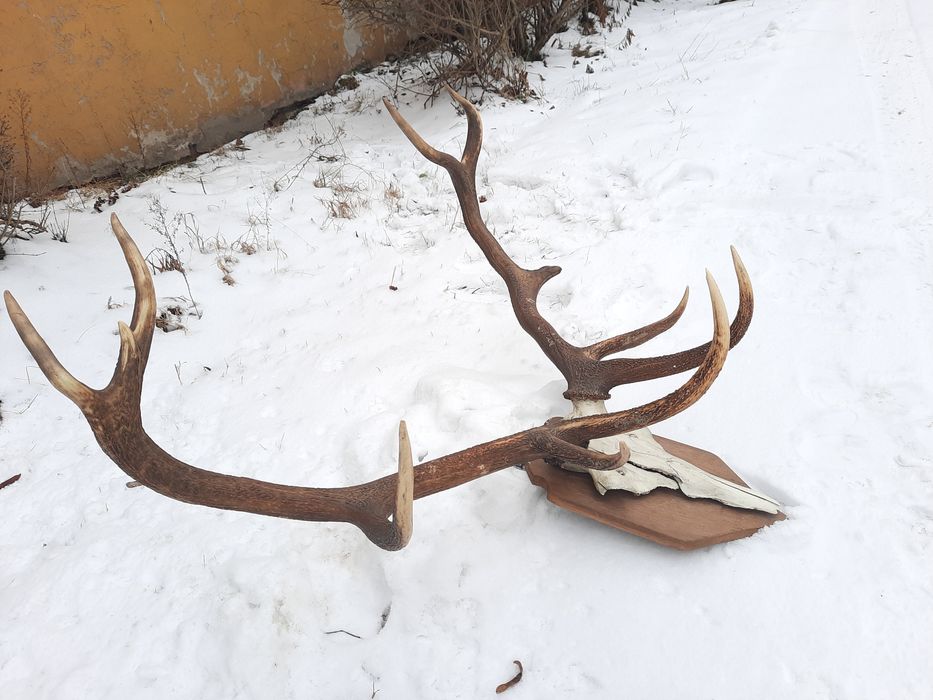 Polecam świetne Poroża jelenia