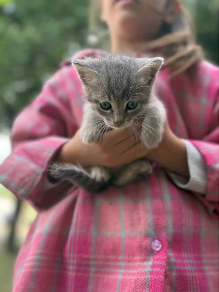 Кошеня в добрі руки!